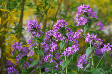 Lunaria annua in the spring garden