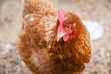 portrait of a ginger chicken