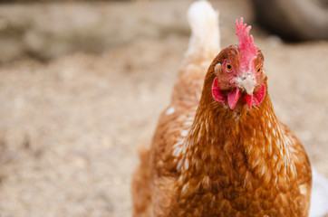 portrait of a ginger chicken
