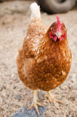 portrait of a ginger chicken