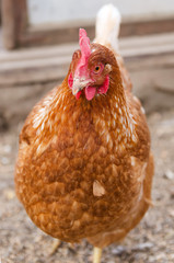 portrait of a ginger chicken