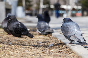 Obraz premium Wild pigeons in park