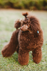 Fototapeta premium Happy brown poodle dog jumps and run on sunny day
