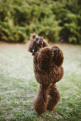 Happy brown poodle dog jumps and run on sunny day