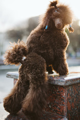 Happy brown poodle dog jumps and run on sunny day