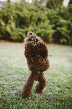 Happy brown poodle dog jumps and run on sunny day