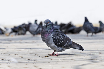 Wild pigeons in park