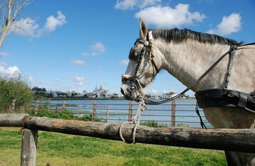 Caballo en el Rocío, Huelva © Alicia