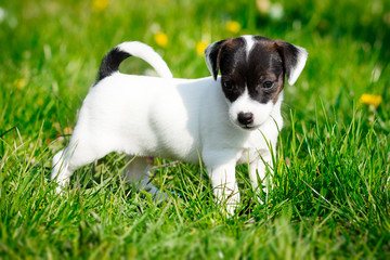 Jack russell terrier in garden