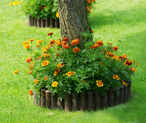 Marigold mini flowerbed