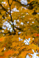 abstract view of colorful fall foliage