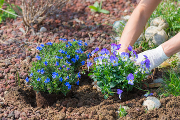 Springtime home gardening, planting flowers in soil