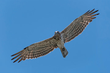 Short-toed snake eagle female flying