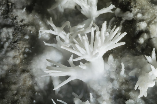 Rare aragonite variety floss ferri
