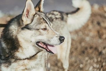 Man the hunter with a husky.