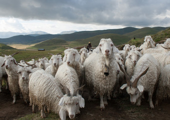 Herd of Mohair Goats near Semonkong in Lesotho © razzel