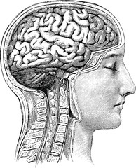 Panele Szklane  Vintage anatomiczny obraz ludzkiego mózgu