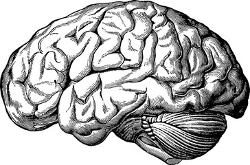 Vintage anatomical image human brain - obrazy, fototapety, plakaty