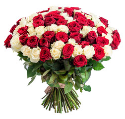 101 Red white rose bouquet isolated on white background