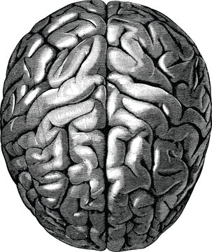 Vintage anatomical image human brain