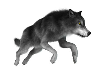 3D Illustration Gray Wolf on White