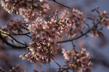 Beautiful pink flower 
