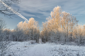 A scenery with birches at the foreground and a path leading to a faraway bridge at a very frosty winter day