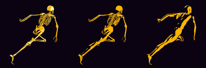 Human Bone Structure Diagram