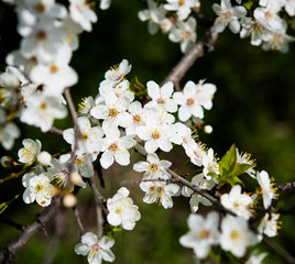 blooming tree branch