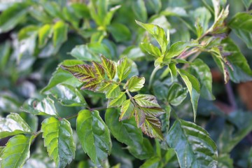 Green bush leaves