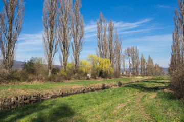 Fototapeta premium Nature with a small river in the spring