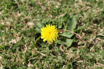 Yellow dandelion flower with leaves in green grass
