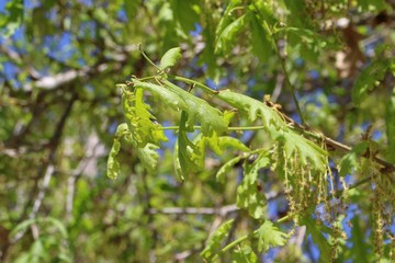 Young green oak leaves