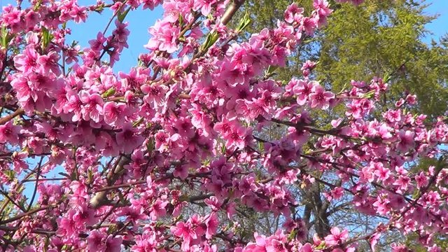 Peach tree flowers