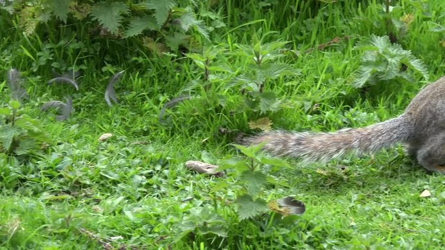 野生のリス ロンドンの公園