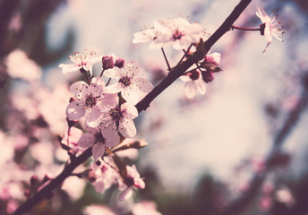 blooming tree branch