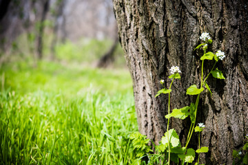 flower near the tree trunk