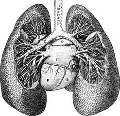 Vintage anatomic illustration human lungs - 107837847