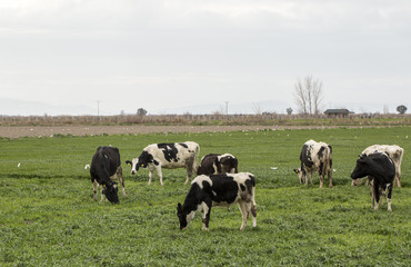 Fototapeta premium İnek Sürüsü