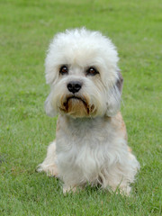 Typical Dandie Dinmont Terrier on a green grass lawn