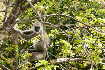 Monkey Sry lanka