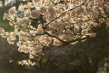 Blossom. A blossom tree is back lit by the setting sun creating a sense of bright and light spring.