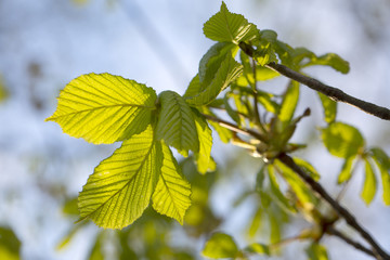 Fototapeta na wymiar Spring. Spring brings new life, a rebirth to the deciduous trees and new leaves grow back ready for the sunshine and energy of the coming months.