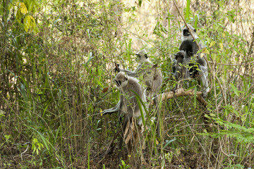 Monkey Sry lanka