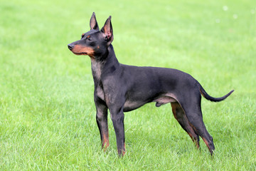 Typical English Toy Terrier on a green grass lawn