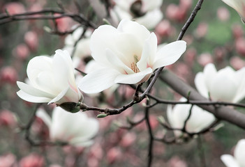 Fototapeta premium Spring floral background with white magnolia flowers.