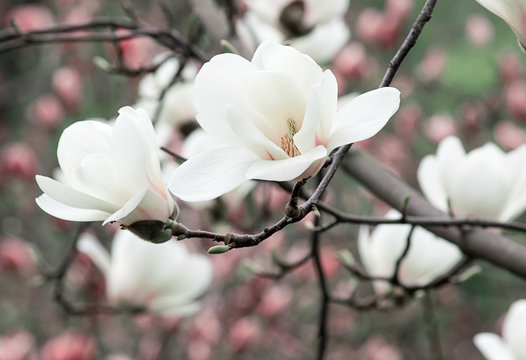 Fototapeta Spring floral background with white magnolia flowers.