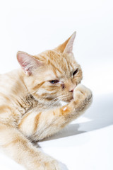 Orange Kitten Relaxed on a Bright Background