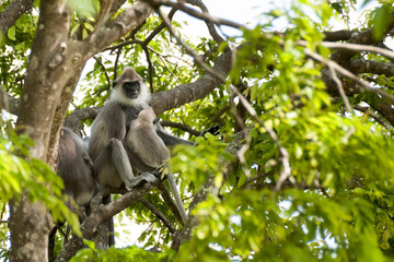 Monkey Sry lanka