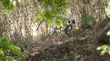 Monkey Sry lanka